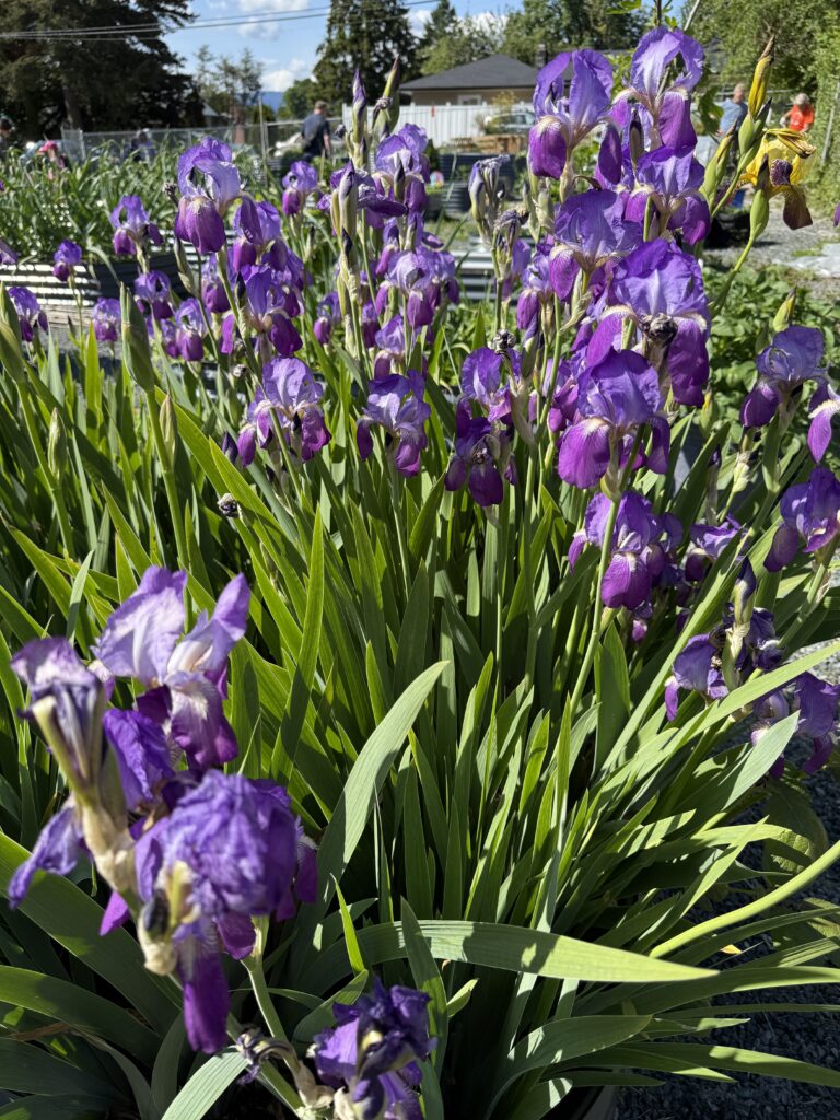 purple irises