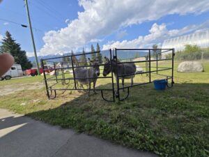 Robson Valley CRN - World Elder Abuse Awareness Day 2025 (4)