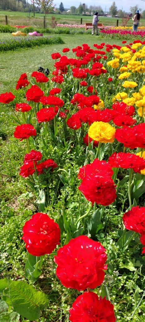 Port Coquitlam CRN (Bus Trip to Tulip Festival) 2026 10